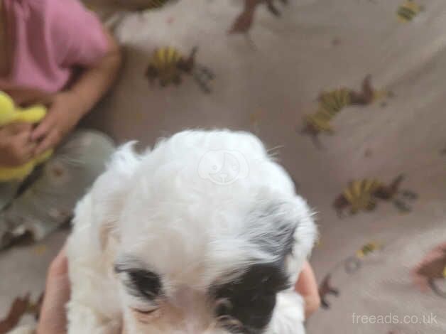 Miniture poodle x pups for sale in Barnsley, South Yorkshire - Image 3