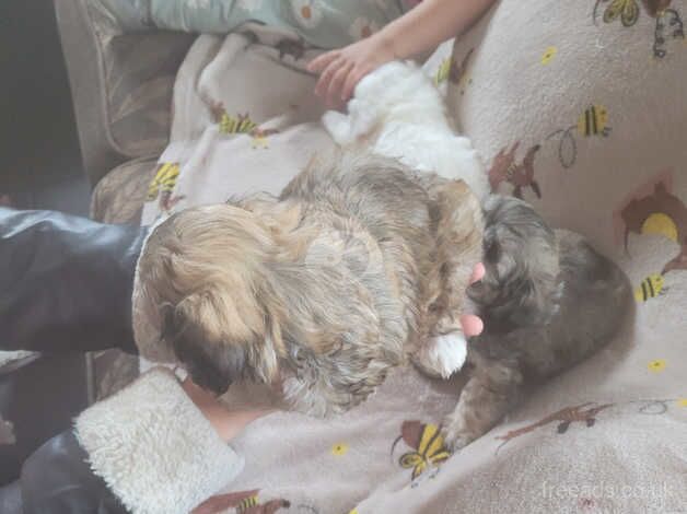 Miniture poodle x pups for sale in Barnsley, South Yorkshire - Image 4