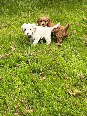 NONE MALTING HEALTH CHECK CAVAPOO PUPPIES for sale in Worthing, West Sussex