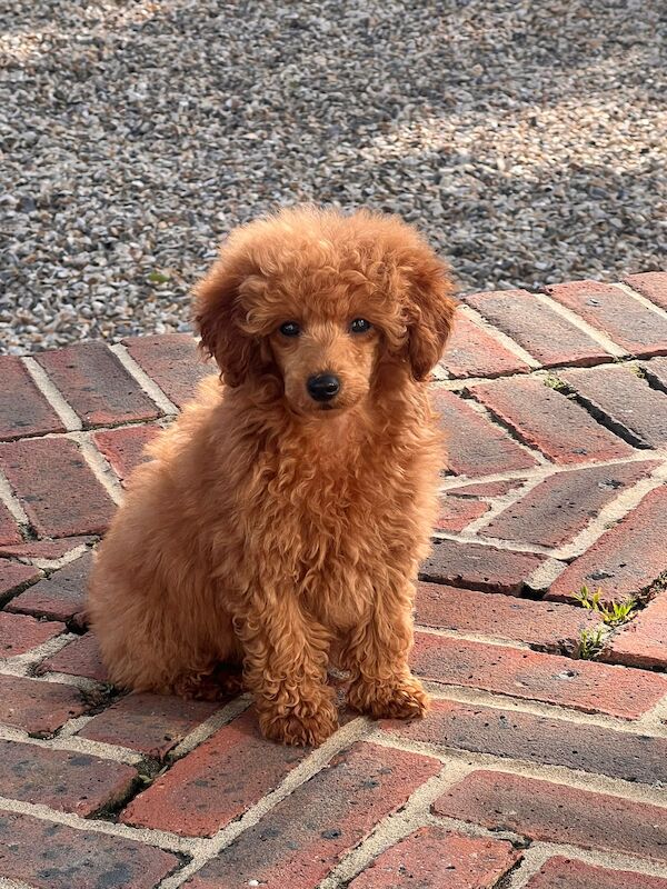 Poodles for sale in Surrey