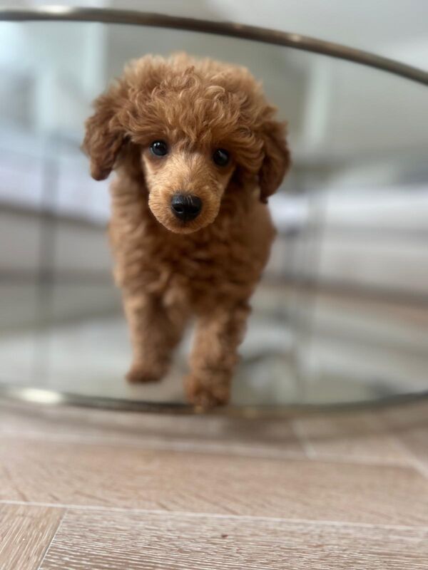 KC Registered Poodle Puppies for sale in Surrey