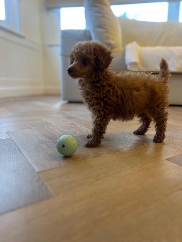 One stunning red boy available for sale in Surrey