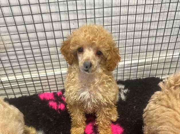 Outstanding miniature poodles for sale in Chichester, West Sussex