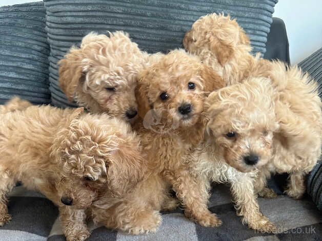 Outstanding miniature poodles for sale in Chichester, West Sussex - Image 2