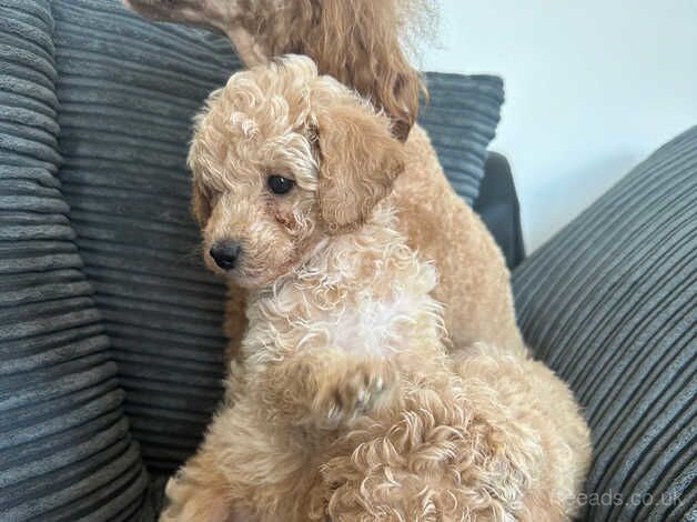 Outstanding miniature poodles for sale in Chichester, West Sussex - Image 3