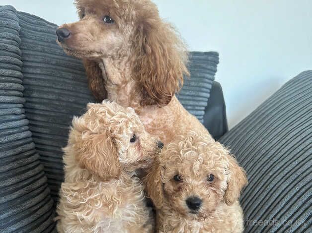 Outstanding miniature poodles for sale in Chichester, West Sussex - Image 4