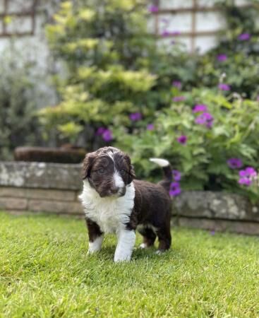 OUTSTANDING *RARE* SABLE BORDOODLE PUPPIES for sale in Workington, Cumbria - Image 1