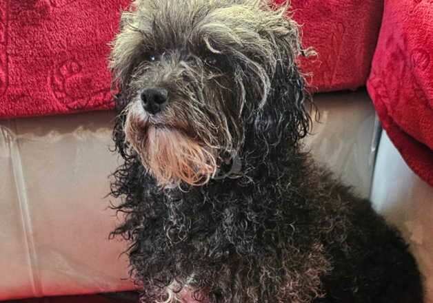 Parti poodle for sale in Tredegar, Blaenau Gwent - Image 2