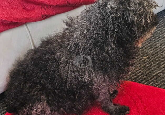 Parti poodle for sale in Tredegar, Blaenau Gwent - Image 4