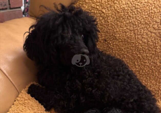 Poodle baby's for sale in Lewes, East Sussex