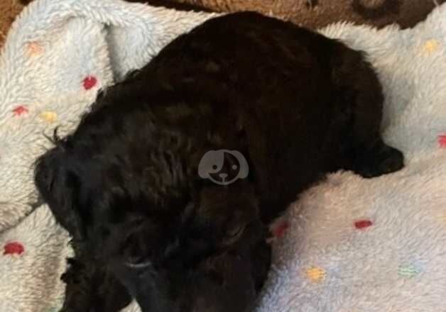 Poodle Puppies for sale in East Sussex