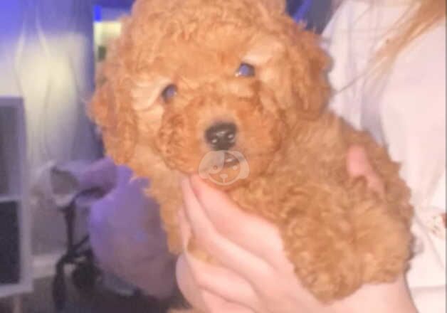 Poodle boy puppy for sale in Worksop, Nottinghamshire