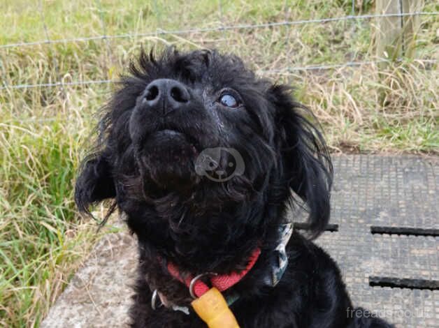 Poodle cross needs new home for sale in Stanley, County Durham - Image 1