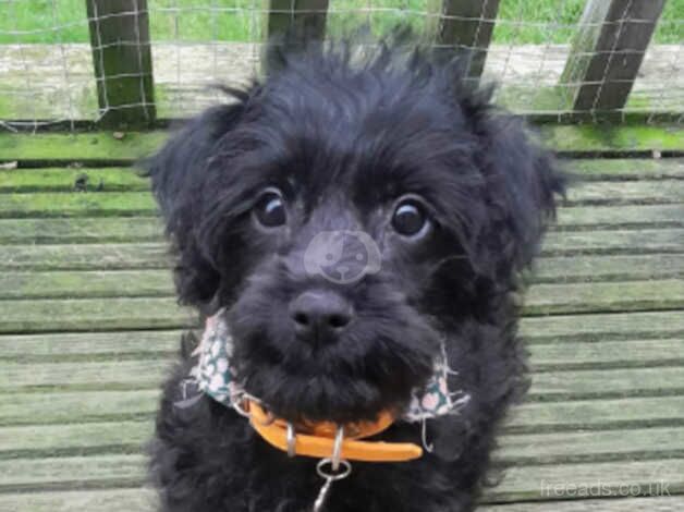 Poodle cross needs new home for sale in Stanley, County Durham - Image 2