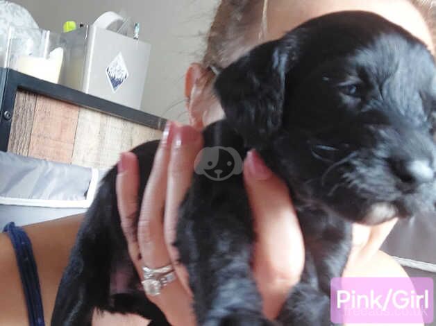 Poodle cross Puppies (avail Aug b/hol) for sale in Swansea