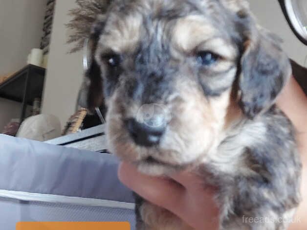 Poodle cross Puppies (avail Aug b/hol) for sale in Swansea - Image 2