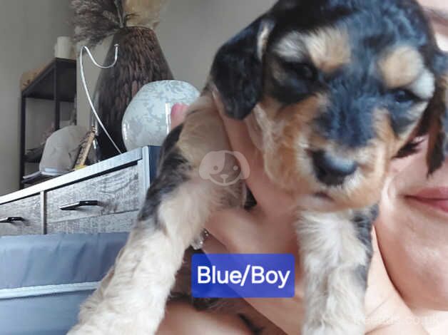 Poodle cross Puppies (avail Aug b/hol) for sale in Swansea - Image 3