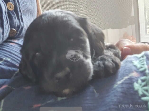 Poodle cross Puppies (avail Aug b/hol) for sale in Swansea - Image 5