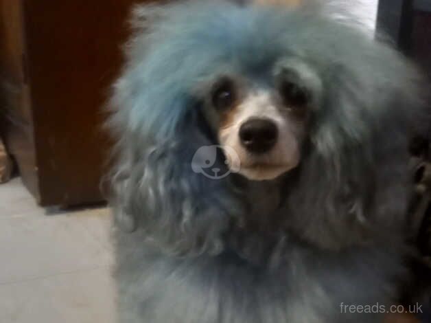 Poodle for rehoming. for sale in Great Malvern, Worcestershire - Image 3