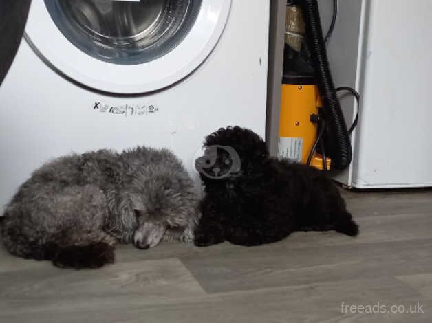 Poodle for rehoming. for sale in Great Malvern, Worcestershire - Image 5