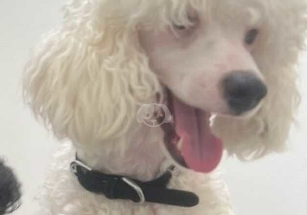 Poodle for stud for sale in Paisley, Renfrewshire