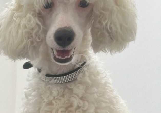 Poodle for stud for sale in Paisley, Renfrewshire - Image 2