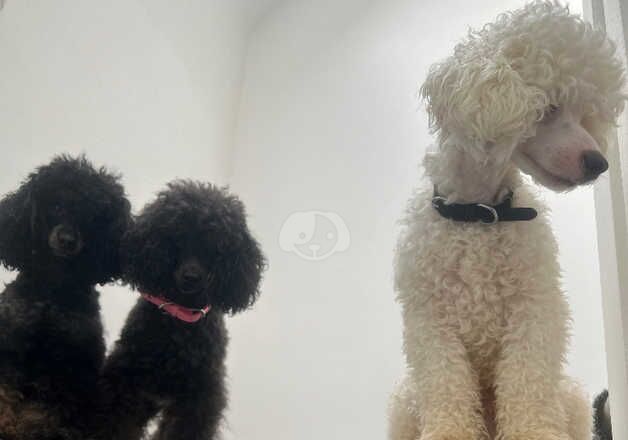 Poodle for stud for sale in Paisley, Renfrewshire - Image 5