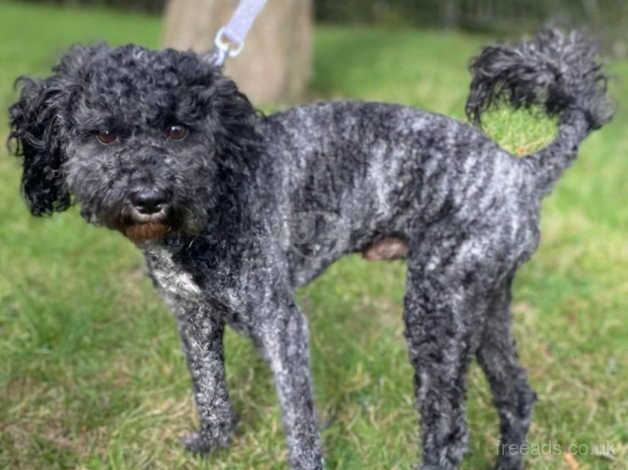 Poodle for stud SILVER MERLE for sale in Bradford, West Yorkshire