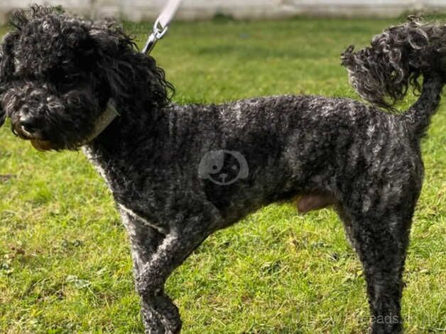 Poodle for stud SILVER MERLE for sale in Bradford, West Yorkshire - Image 2