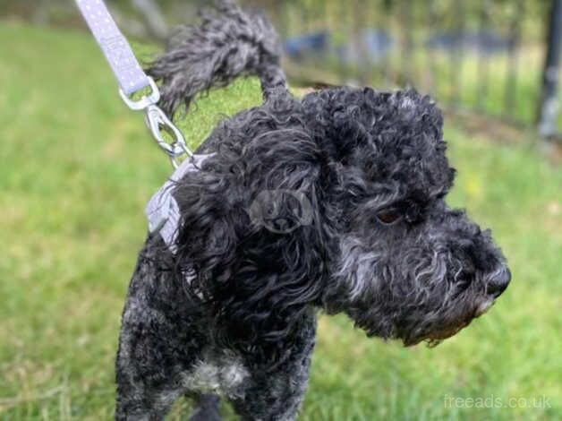 Poodle for stud SILVER MERLE for sale in Bradford, West Yorkshire - Image 4