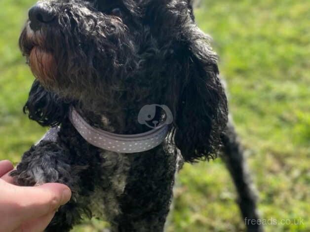 Poodle for stud SILVER MERLE for sale in Bradford, West Yorkshire - Image 5