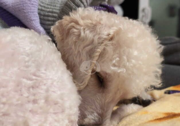 Poodle for sale in Burton upon Trent, Staffordshire