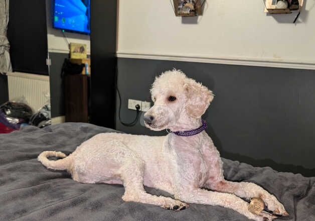 Poodle for sale in Burton upon Trent, Staffordshire - Image 4