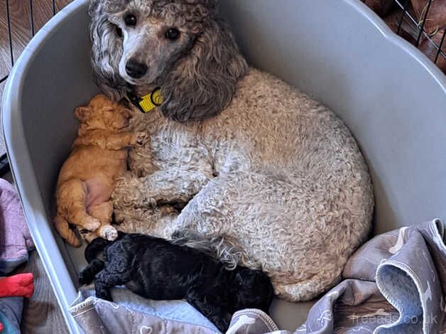 poodle for sale in Pontefract, West Yorkshire - Image 1