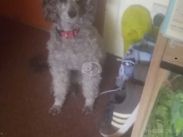 Poodle looking for a lovely home £400 for sale in Ayr, South Ayrshire - Image 1