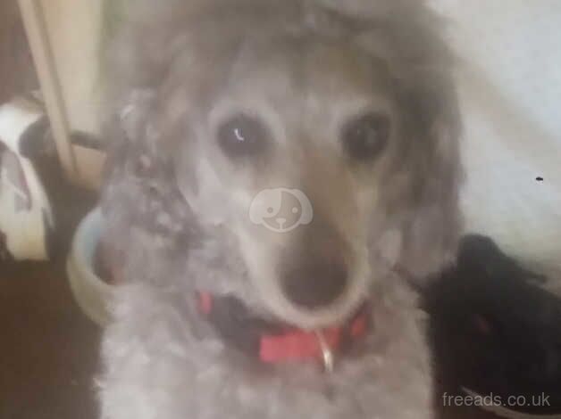 Poodle looking for a lovely home £400 for sale in Ayr, South Ayrshire - Image 3