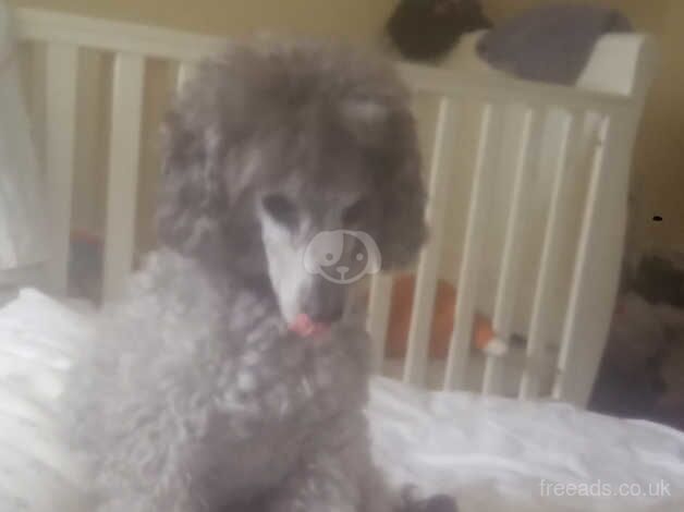 Poodle looking for a lovely home £400 for sale in Ayr, South Ayrshire - Image 4