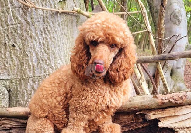 Poodle male for sale in Norwich, Norfolk