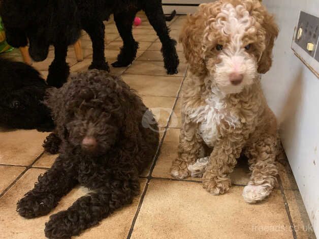 Poodle puppies 4 girls and 1 boy for sale in Newark, Orkney Islands