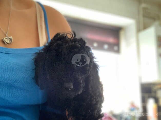 Poodle puppies 4 girls and 1 boy for sale in Newark, Orkney Islands - Image 2