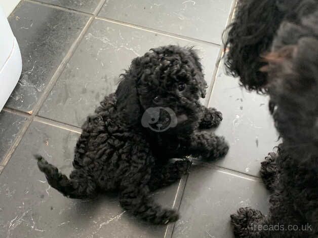 Poodle puppies 4 girls and 1 boy for sale in Newark, Orkney Islands - Image 3