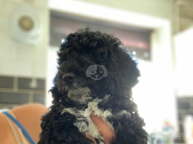 Poodle puppies 4 girls and 1 boy for sale in Newark, Orkney Islands - Image 4