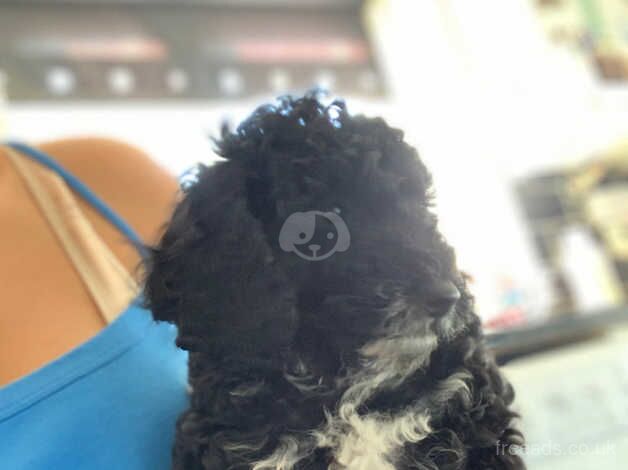 Poodle puppies 4 girls and 1 boy for sale in Newark, Orkney Islands - Image 5