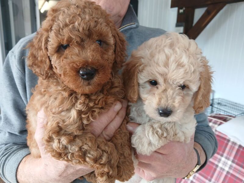 Poodle Puppies for sale in Monmouth / Trefynwy, Gwent