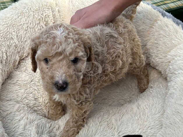 Poodle puppies forever home for sale in Normanton, West Yorkshire