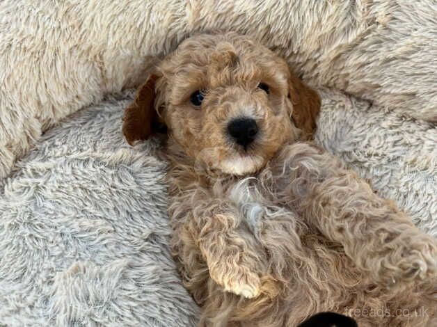 Poodle puppies forever home for sale in Normanton, West Yorkshire - Image 2