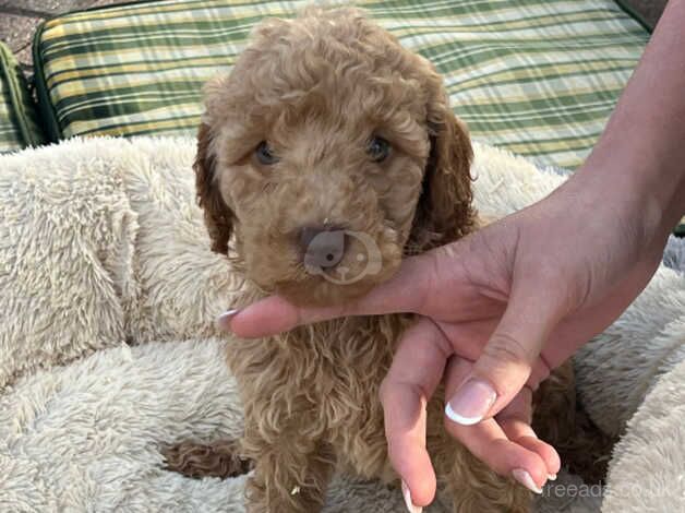 Poodle puppies forever home for sale in Normanton, West Yorkshire - Image 4