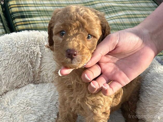 Poodle puppies forever home for sale in Normanton, West Yorkshire - Image 5