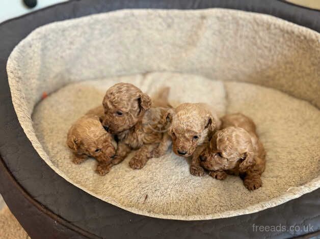 Poodle puppies for sale in Hillingdon, Hillingdon, Greater London - Image 1