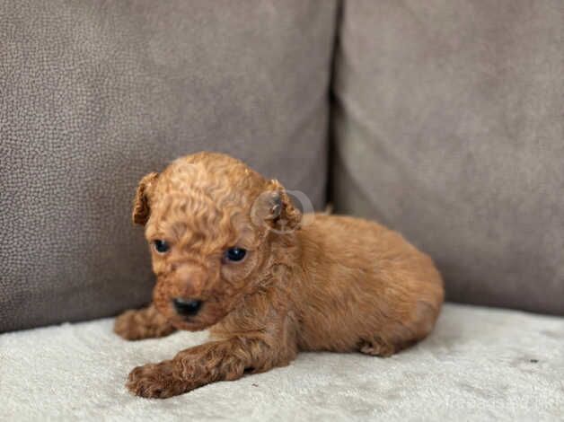 Poodle puppies for sale in Hillingdon, Hillingdon, Greater London - Image 2